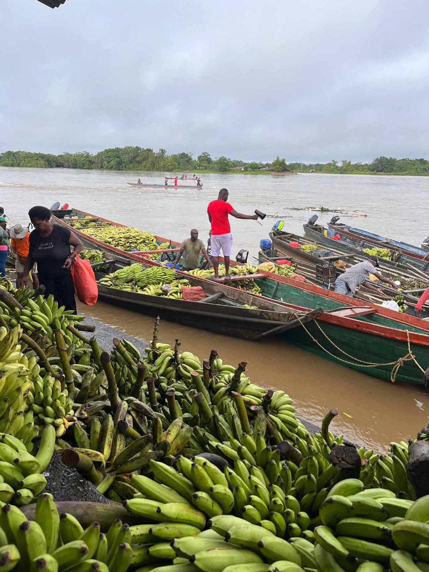 Canoas cargadas de plátano en el río Atrato, en plena cosecha