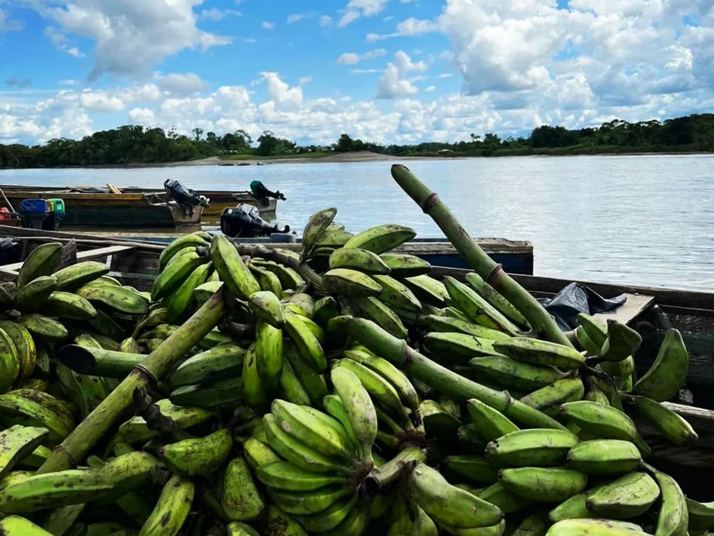 Racimos de plátano popocho recién cosechados, listos para viajar en canoa por el río